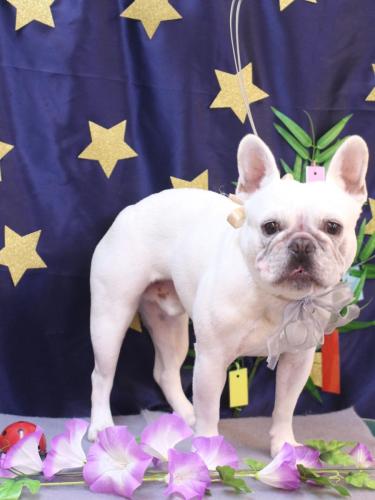 20230701ブーくん